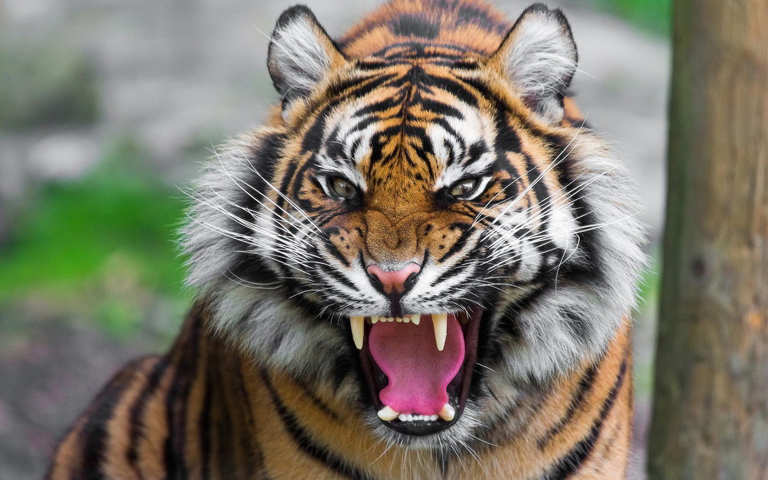 why-tigers-are-endangered-tigers-are-endangered